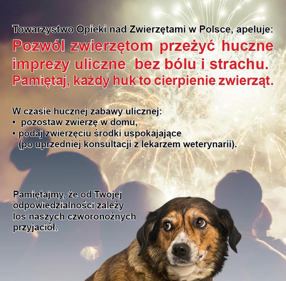 zwierzaki_noc_sylwestrowa